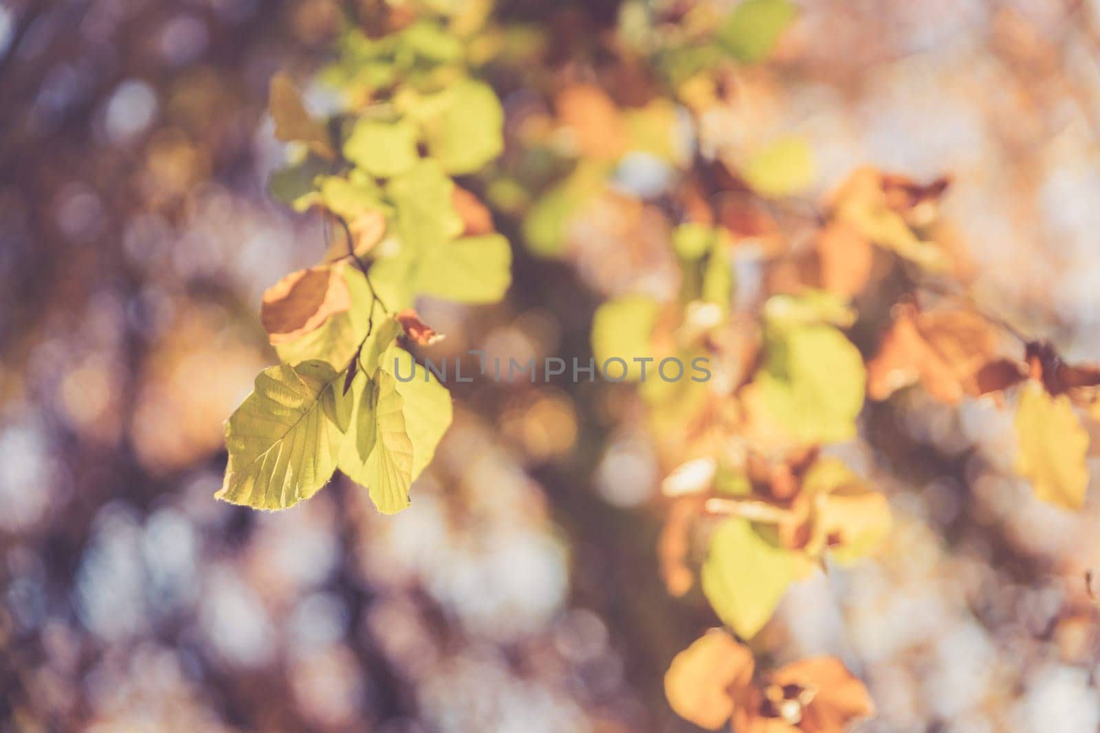Colorful leaves on a tree in autumn, park flair and blurry background