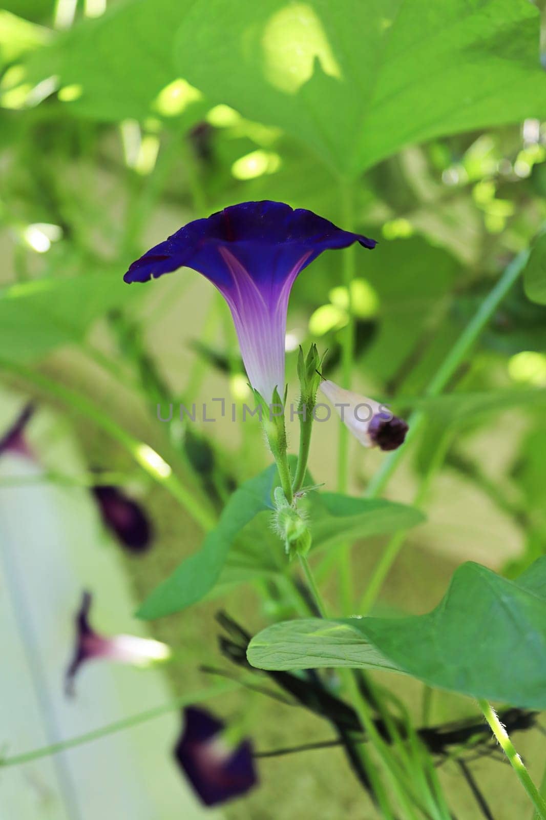 Side view of a purple Morning Glory blossom.