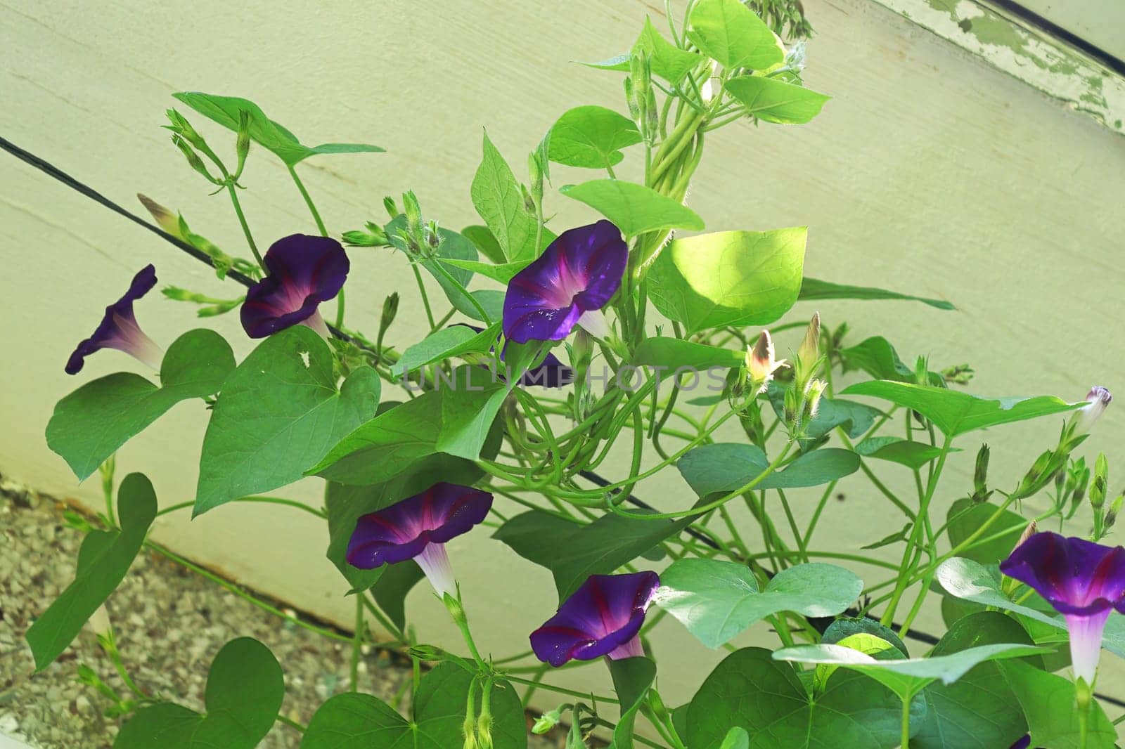 Morning Glory vines climbing on a black string.