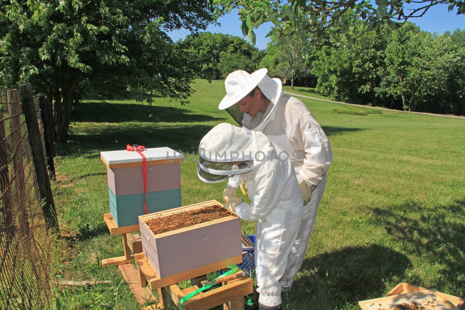 Mother teaching her daughter how to separate frames in a Langstroth beehive using a hive tool with green plant background copy space.