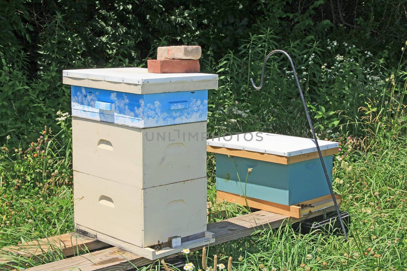 Colorful Langstroth beehive among brilliant green background copy space.