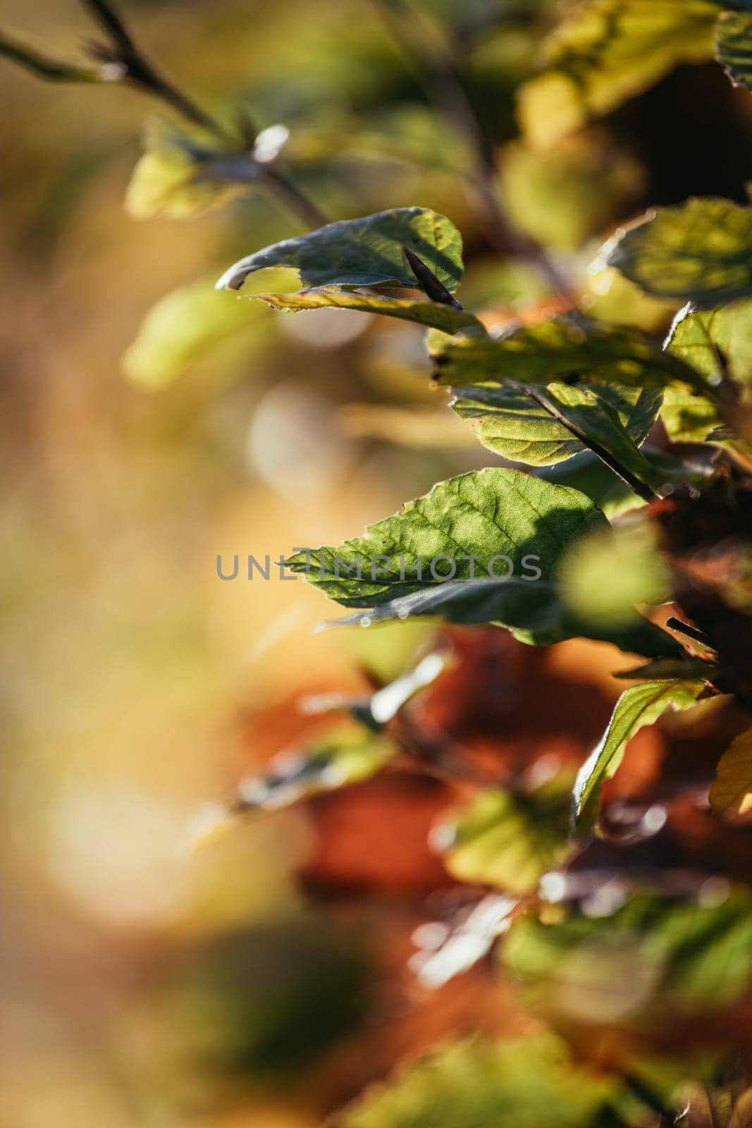 Colorful leaves in the autumn, blurry background