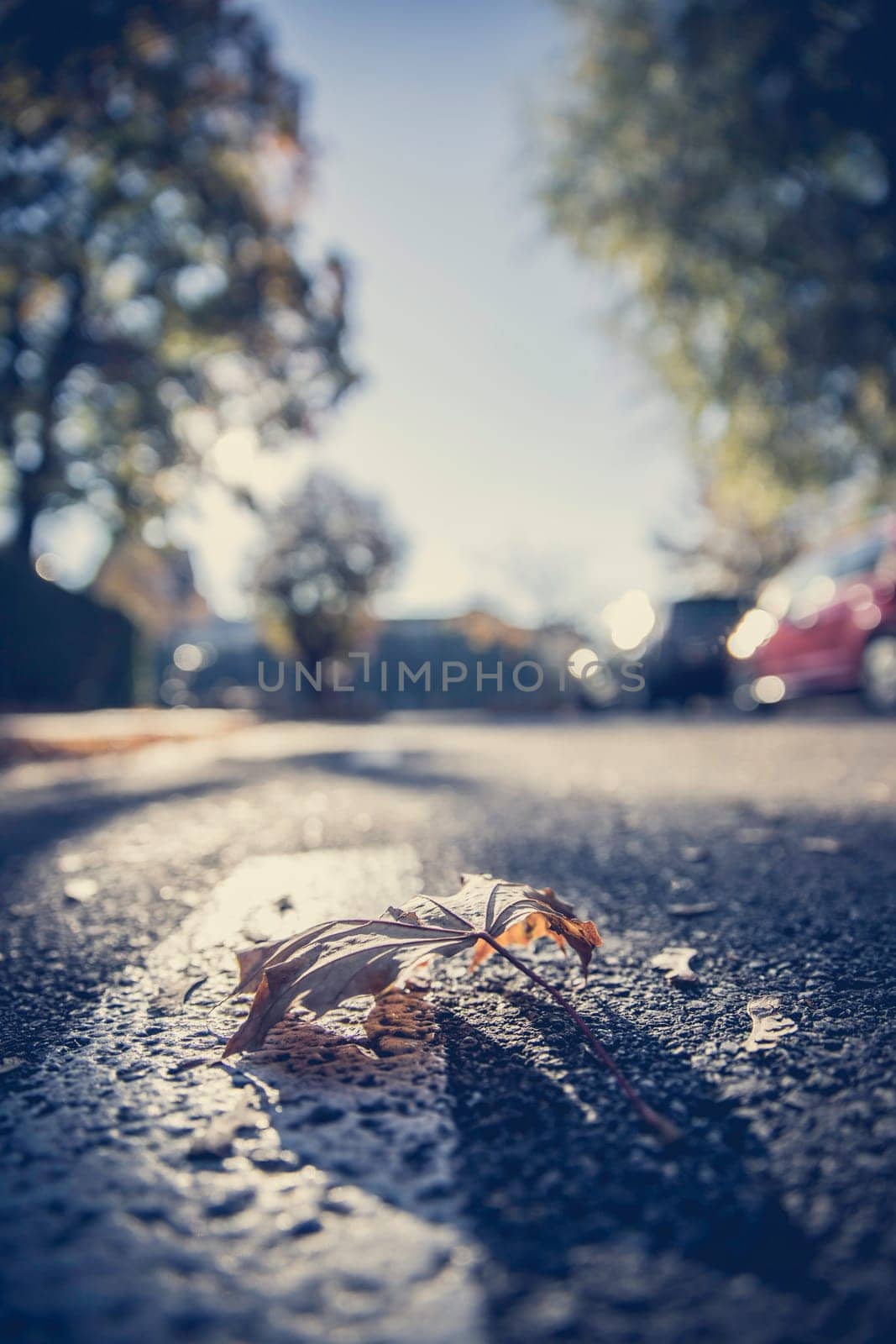 Leaf on the street, autumn, copy space