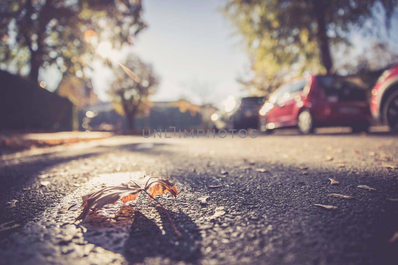 Leaf on the street, autumn, copy space