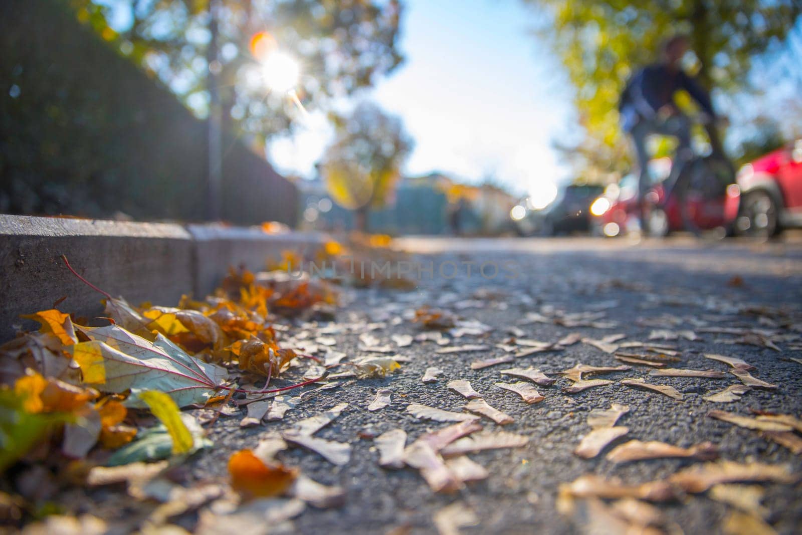 Leaf on the street, autumn, copy space