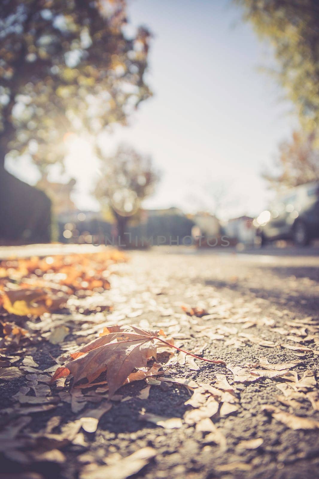 Leaf on the street, autumn, copy space