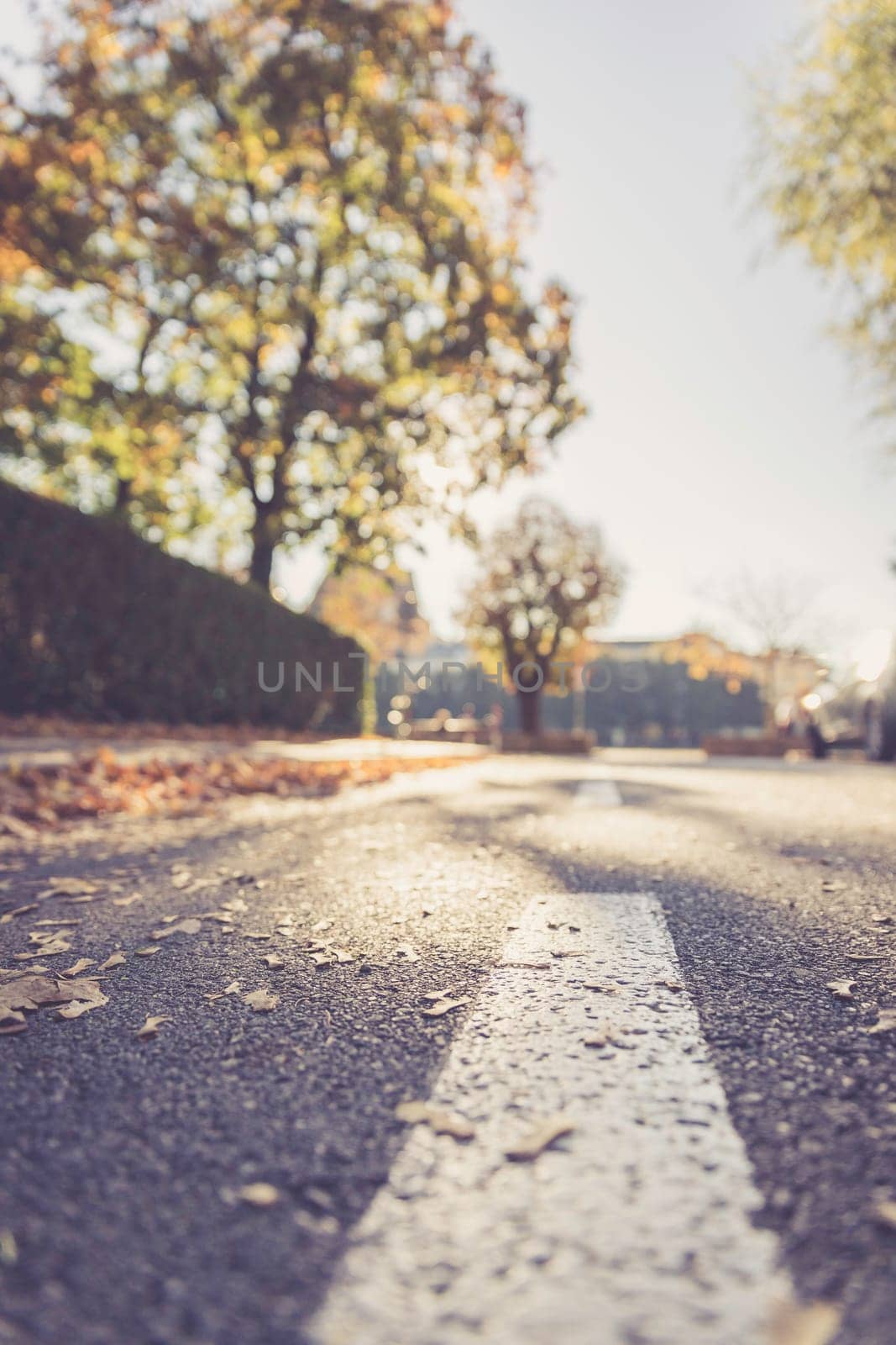 Leaf on the street, autumn, copy space