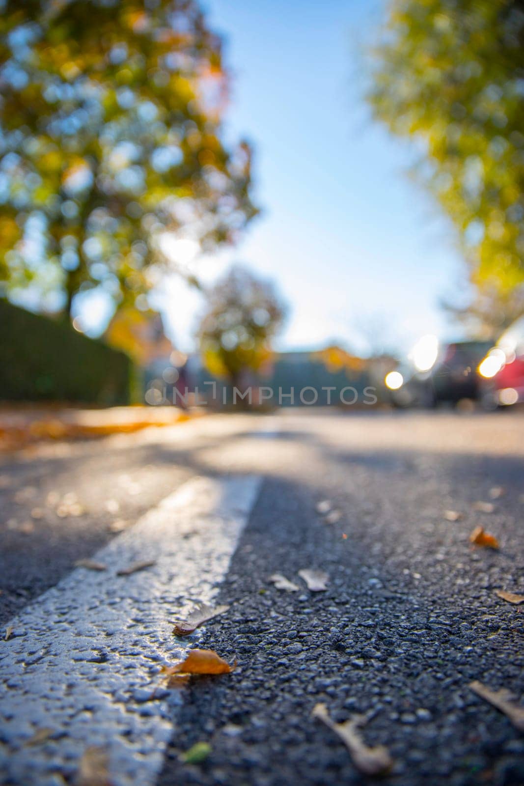 Leaf on the street, autumn, copy space