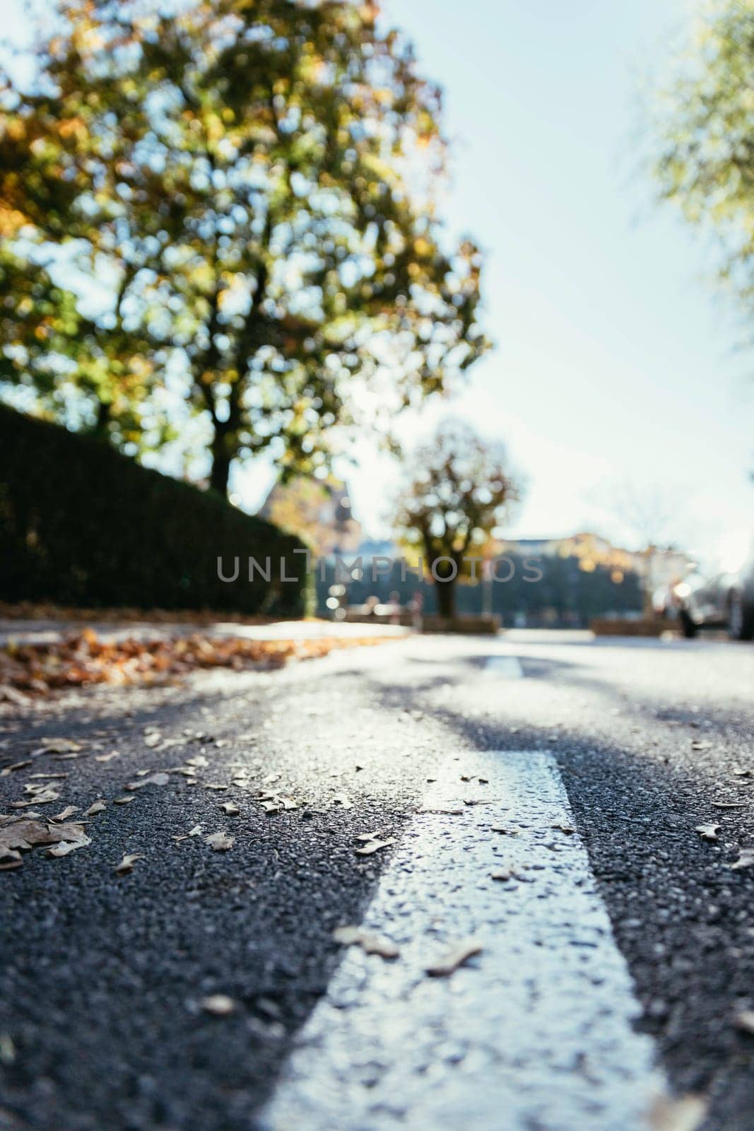 Leaf on the street, autumn, copy space