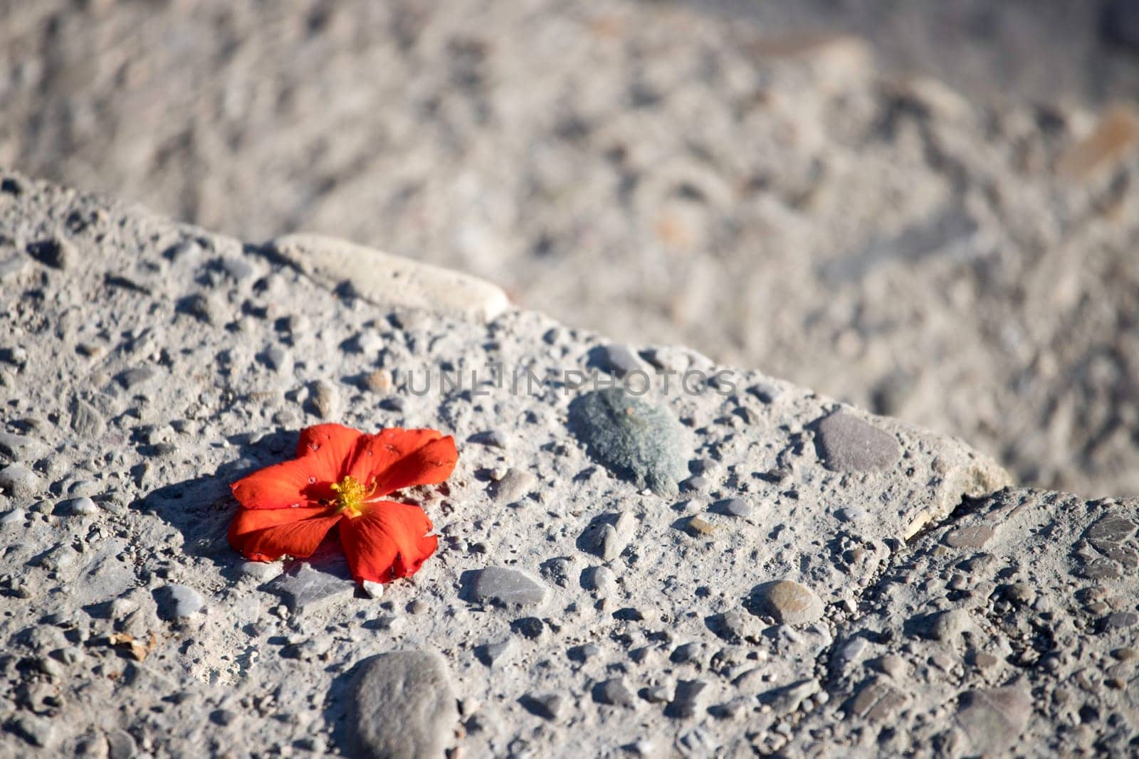 Innocent red blossom on the rough stone