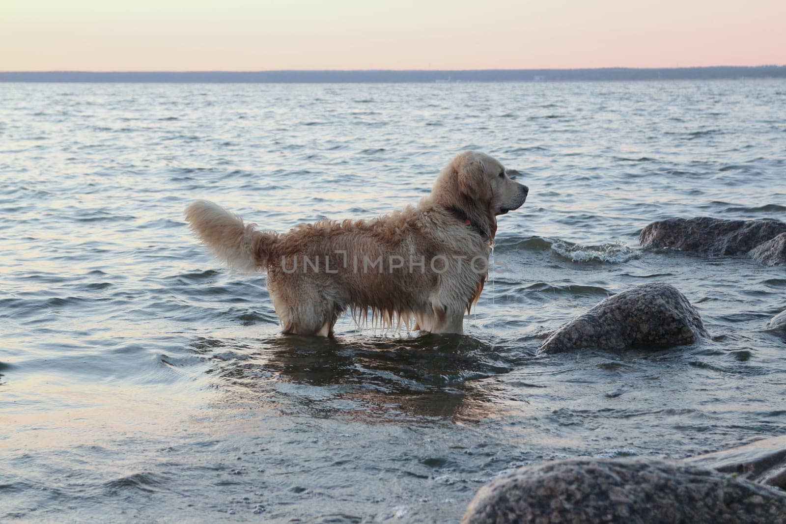 dog diver labrador stands in the water by the sea