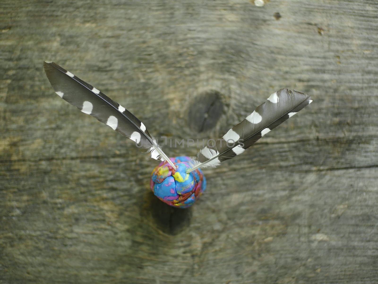 Flight feather black with white spots of great red-headed woodpecker