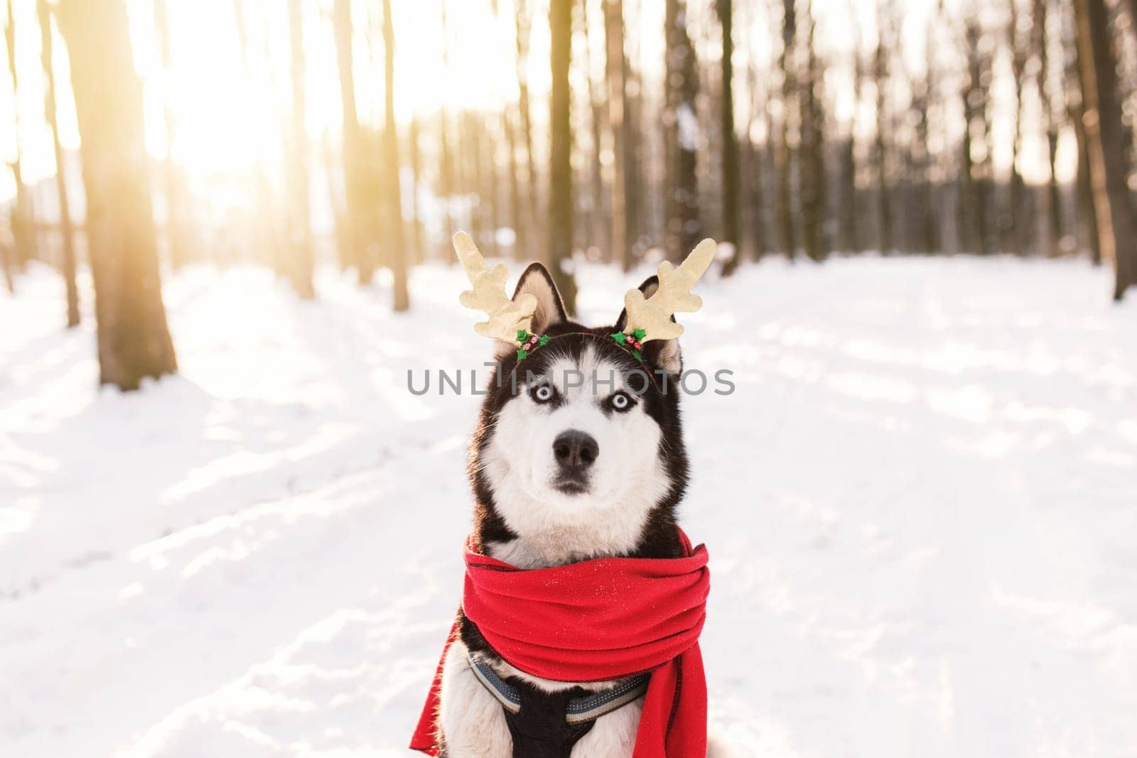 Christmas husky dog in red scarf, deer horns, Santa attire in the snowy forest with sun light beams. Concept of Christmas postcard. A lot of snow in winter forest. High quality photo