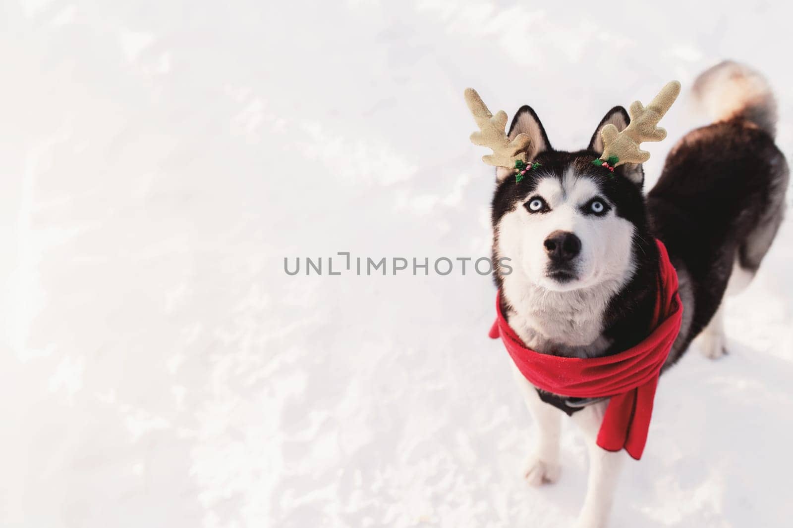 Christmas husky dog in red scarf, deer horns, Santa attire in the snowy forest. Concept of Christmas postcard. A lot of snow in winter forest. High quality photo