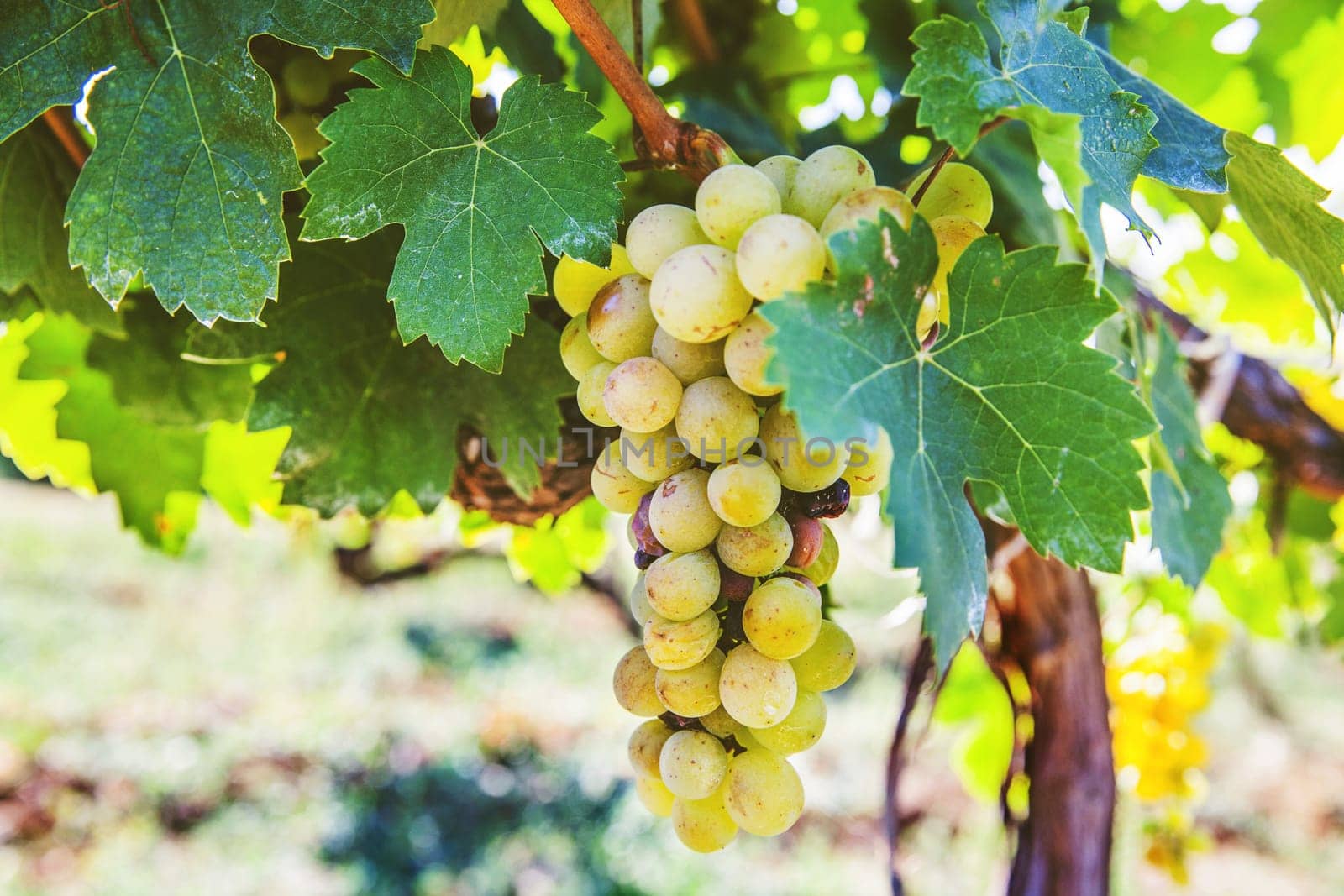 Ripe Riesling grapes at vineyard, white wine grapes, Riesling is an aromatic grape, summer daylight, closeup view