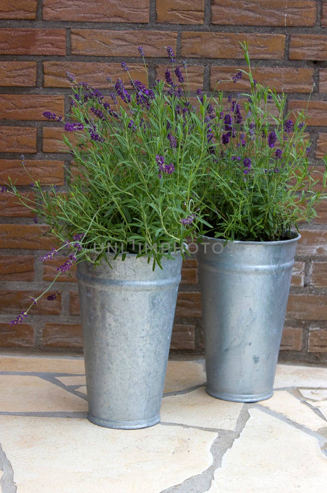 lavender flowers in metal pots
