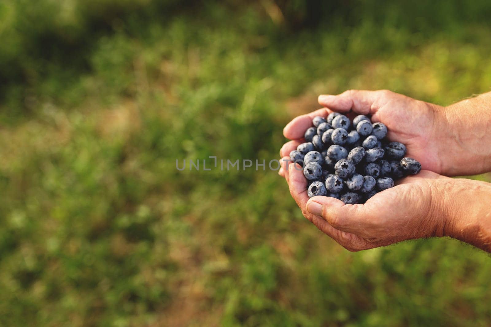 Senior man hands holding heap of fresh cultivated blueberry. Healthy eating and Alzheimer or dementia healing concept. High quality photo