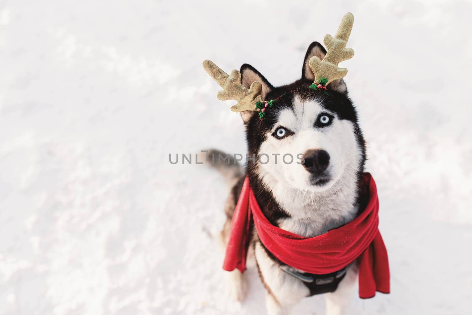Christmas husky dog in red scarf, deer horns, Santa attire in the snowy forest. Concept of Christmas postcard. A lot of snow in winter forest. High quality photo