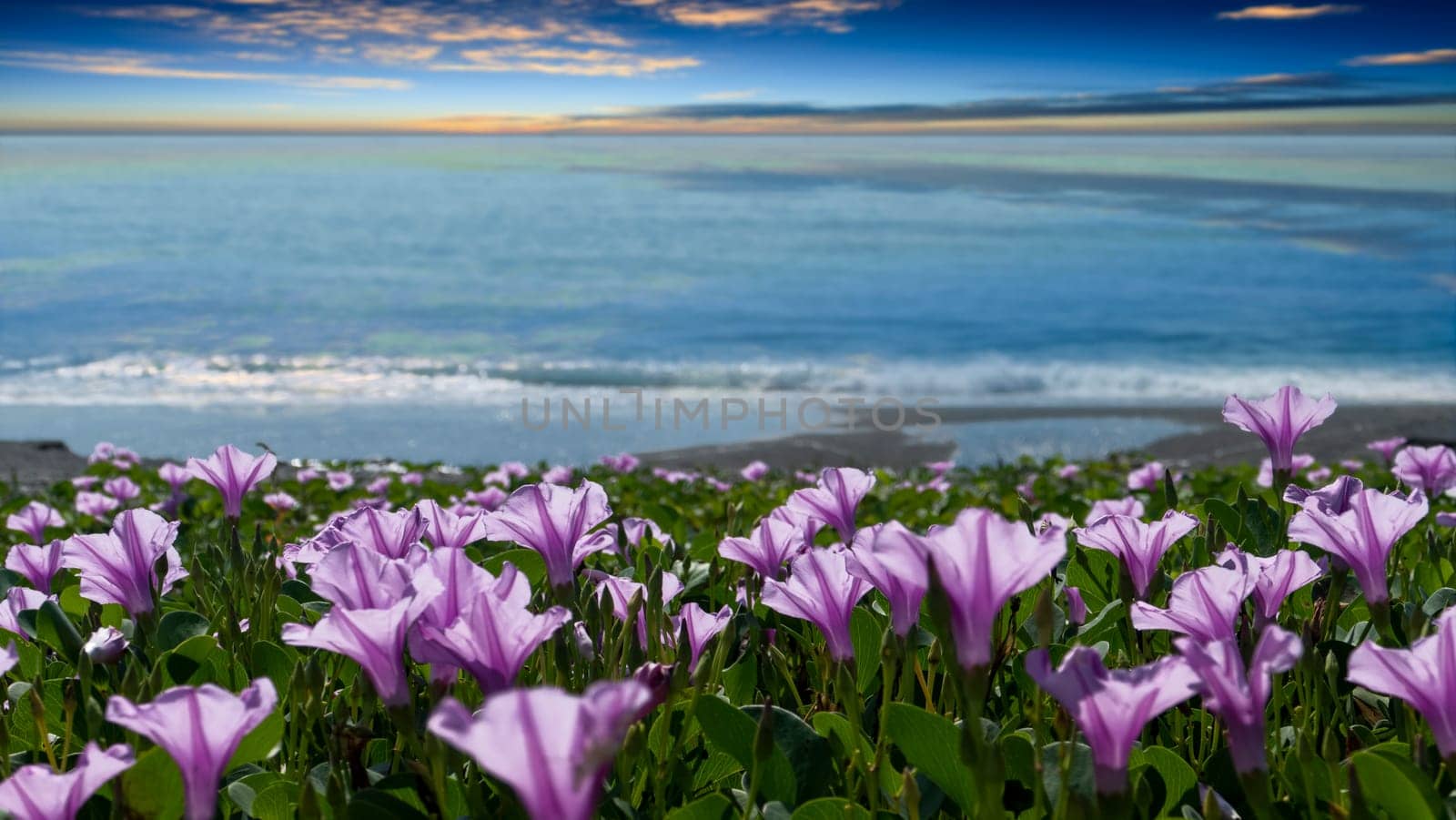 The Focus area at sandy beach and bokeh sun light on blurry sea with nice flower background