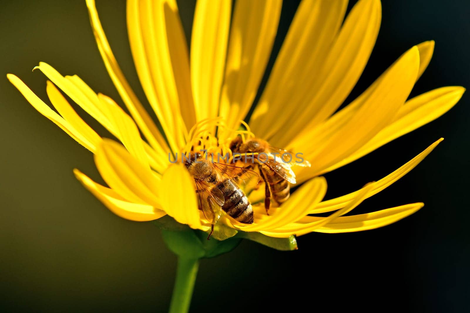 bees on a compass flower