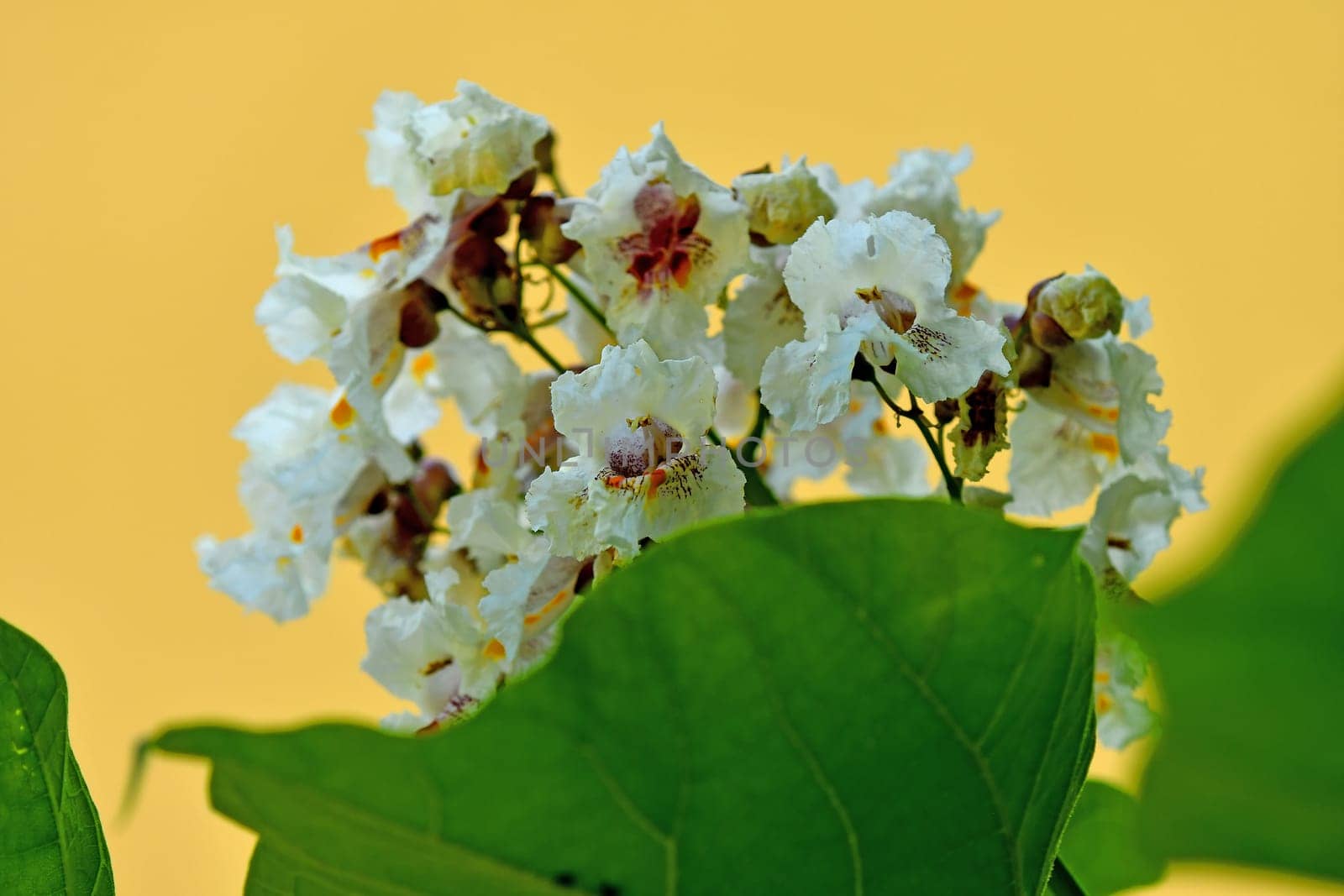 Catalpa with flower, Chinese medicine tree