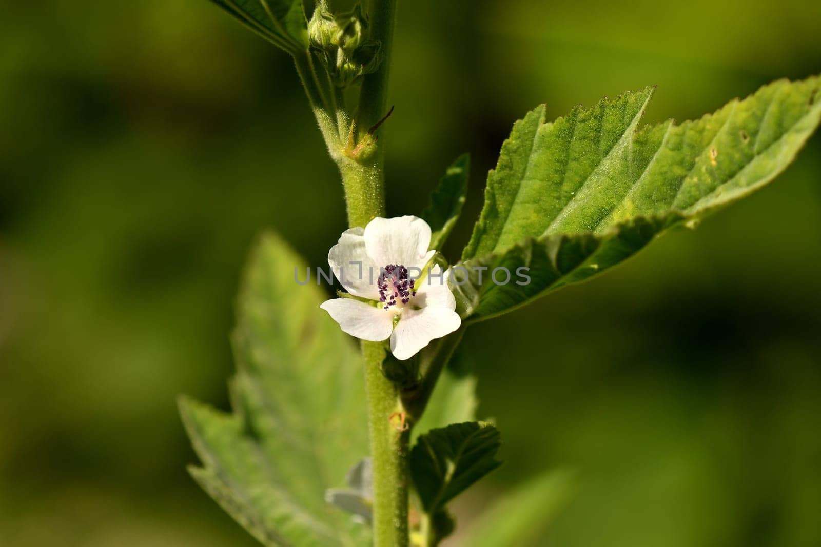 Medicinal plant marsh-mallow with flower in summer