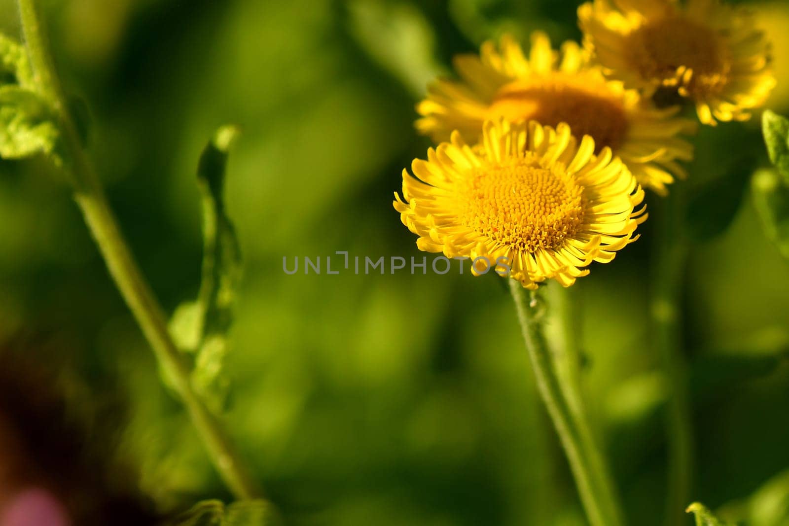 common Fleabane with flower in summer