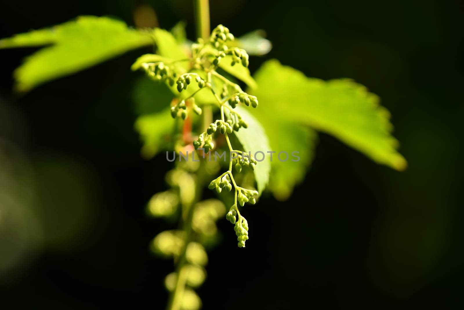 hop with flower in summer
