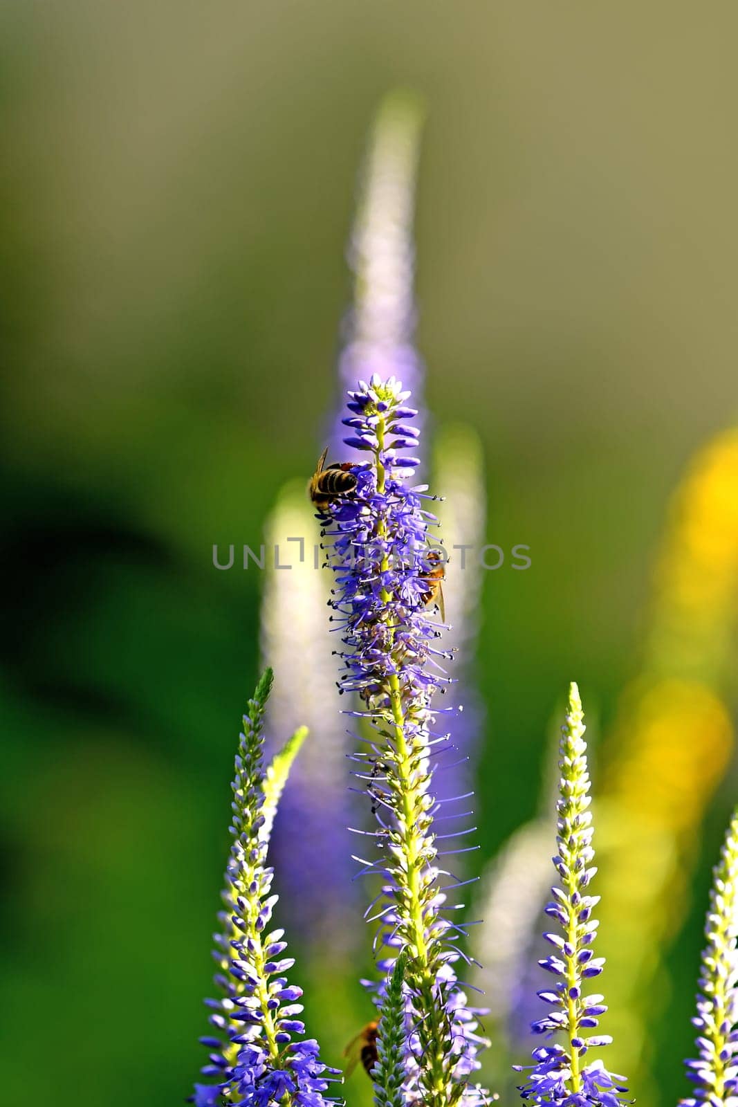 bee on a flower of a Veronica