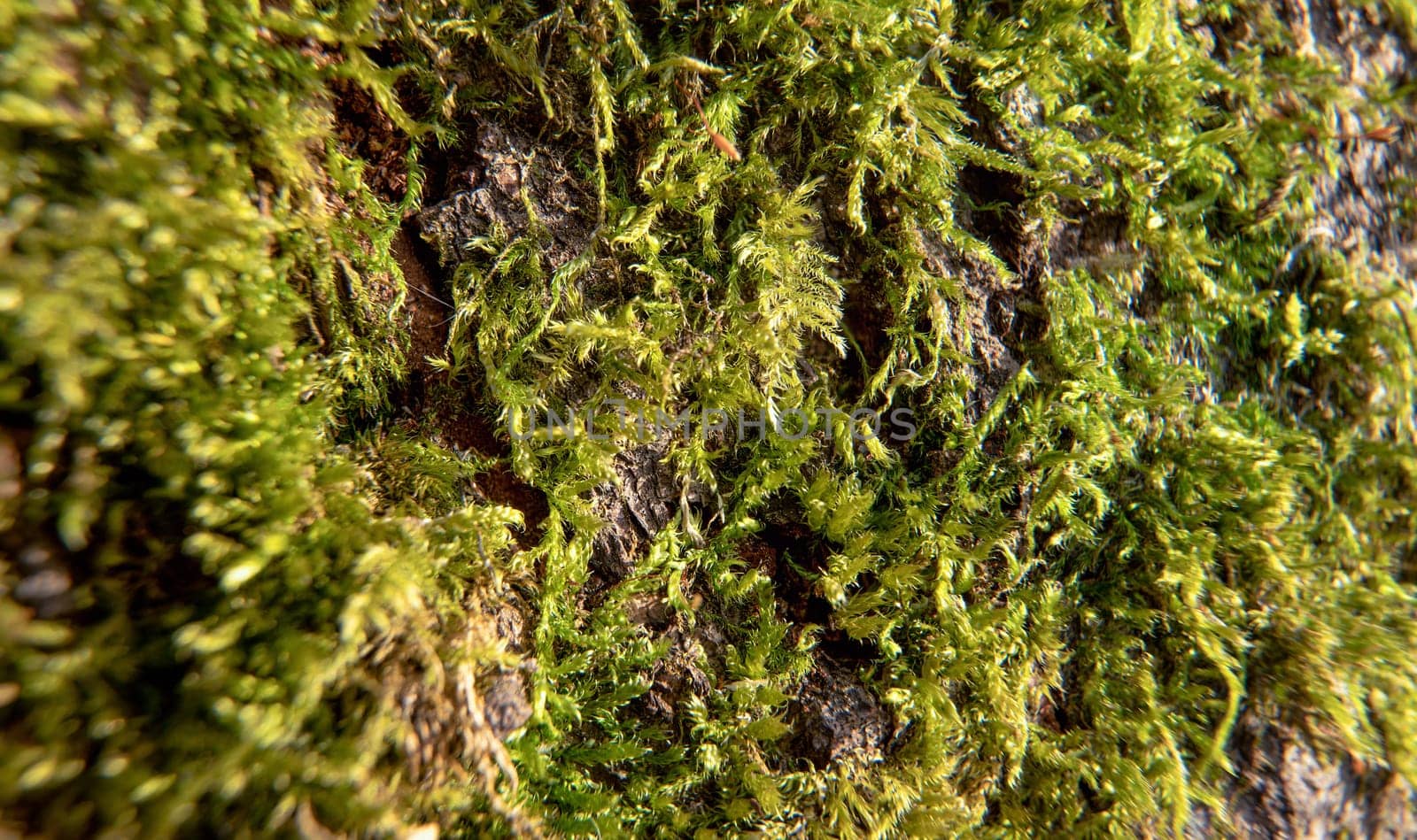 Fine green moss growing in forest on tree, closeup macro detail.