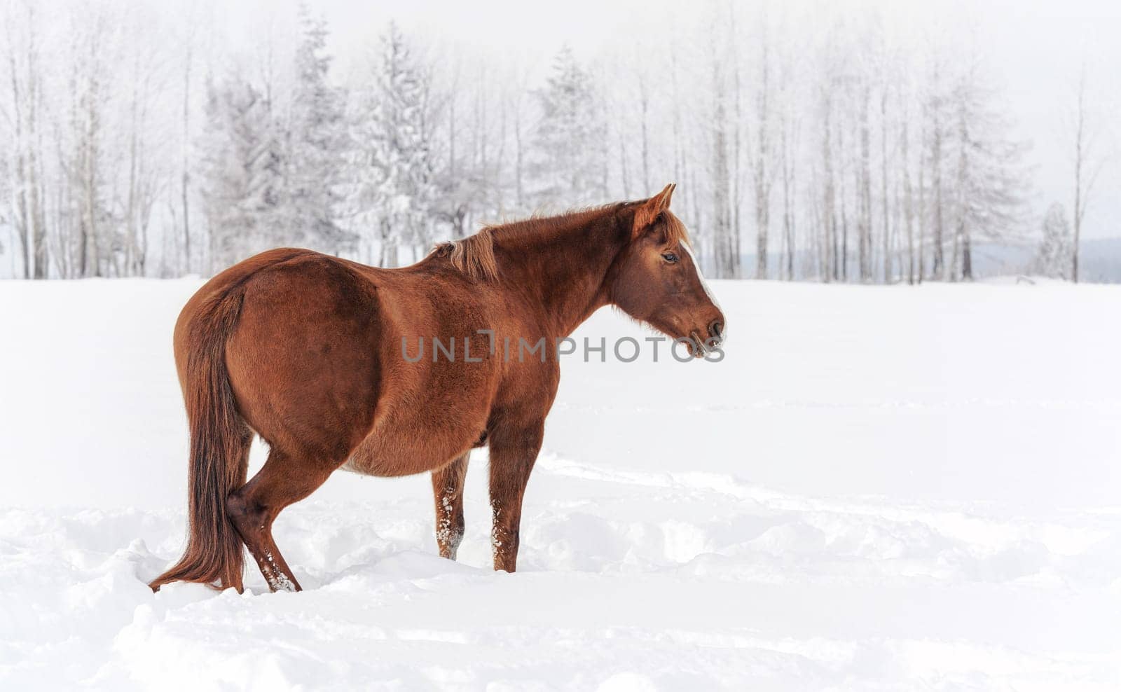 Brown horse walks on snow covered field in winter, blurred trees in background, view from side.