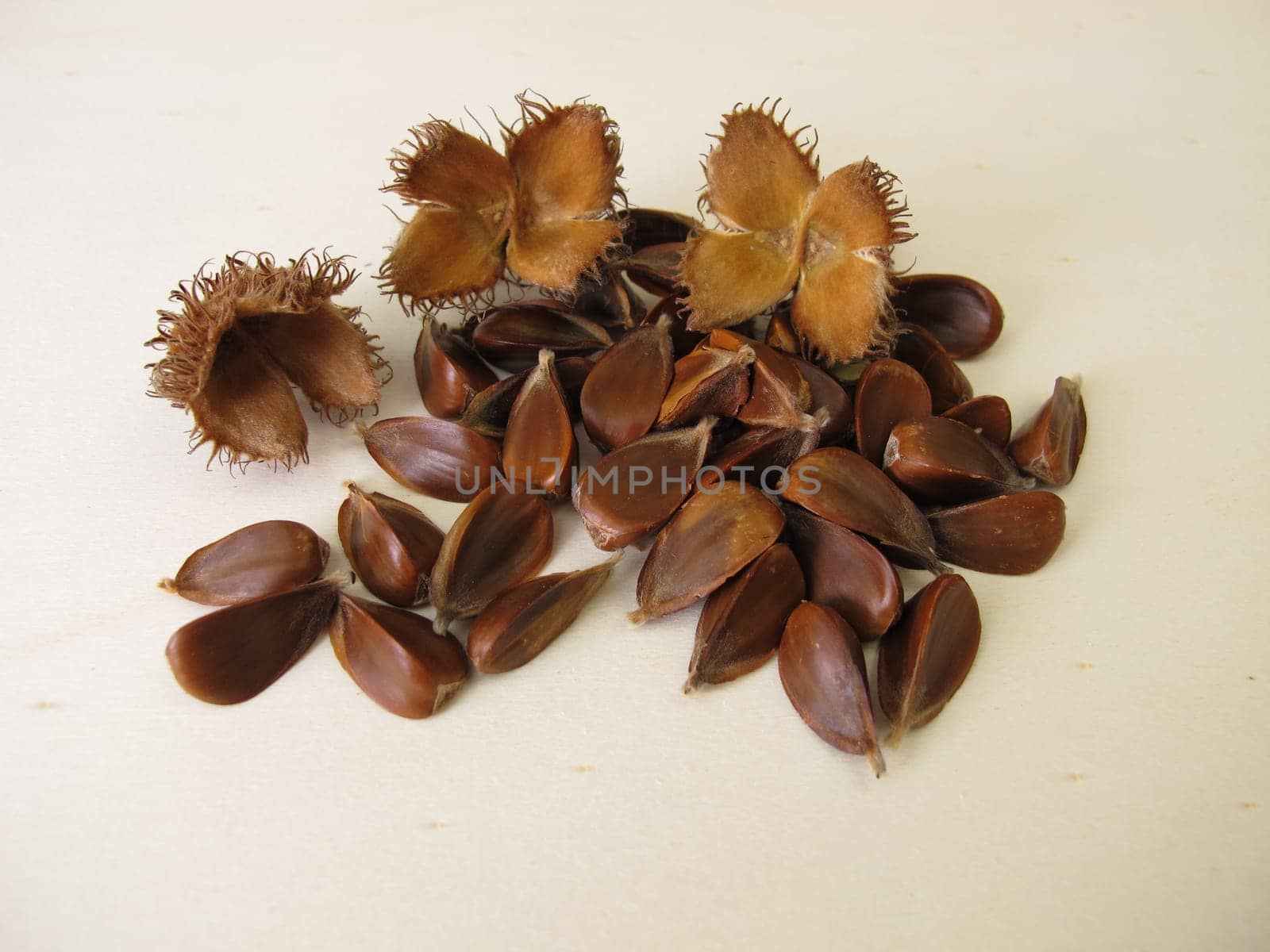 Unshelled beechnuts from the European Beech on a wooden board