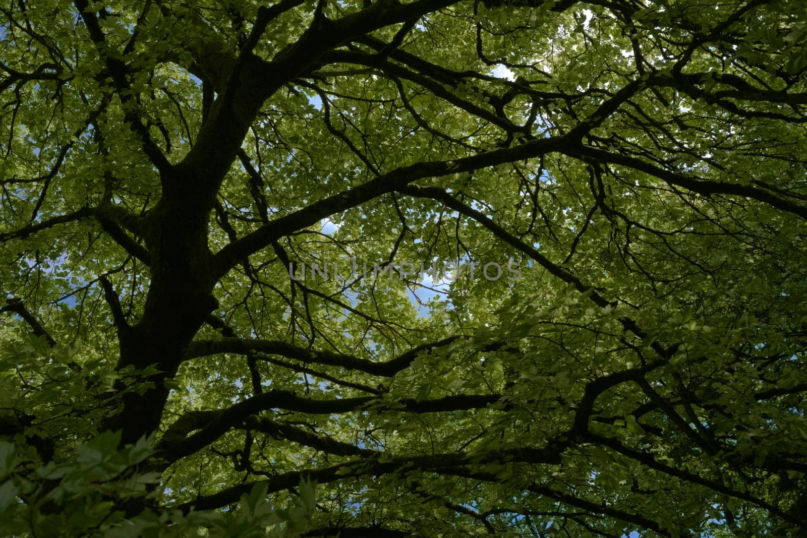 Large deciduous tree canopy obscures blue sunny sky. Abstract nature background looking up from ground level. Trunk and branches nearly silhouetted