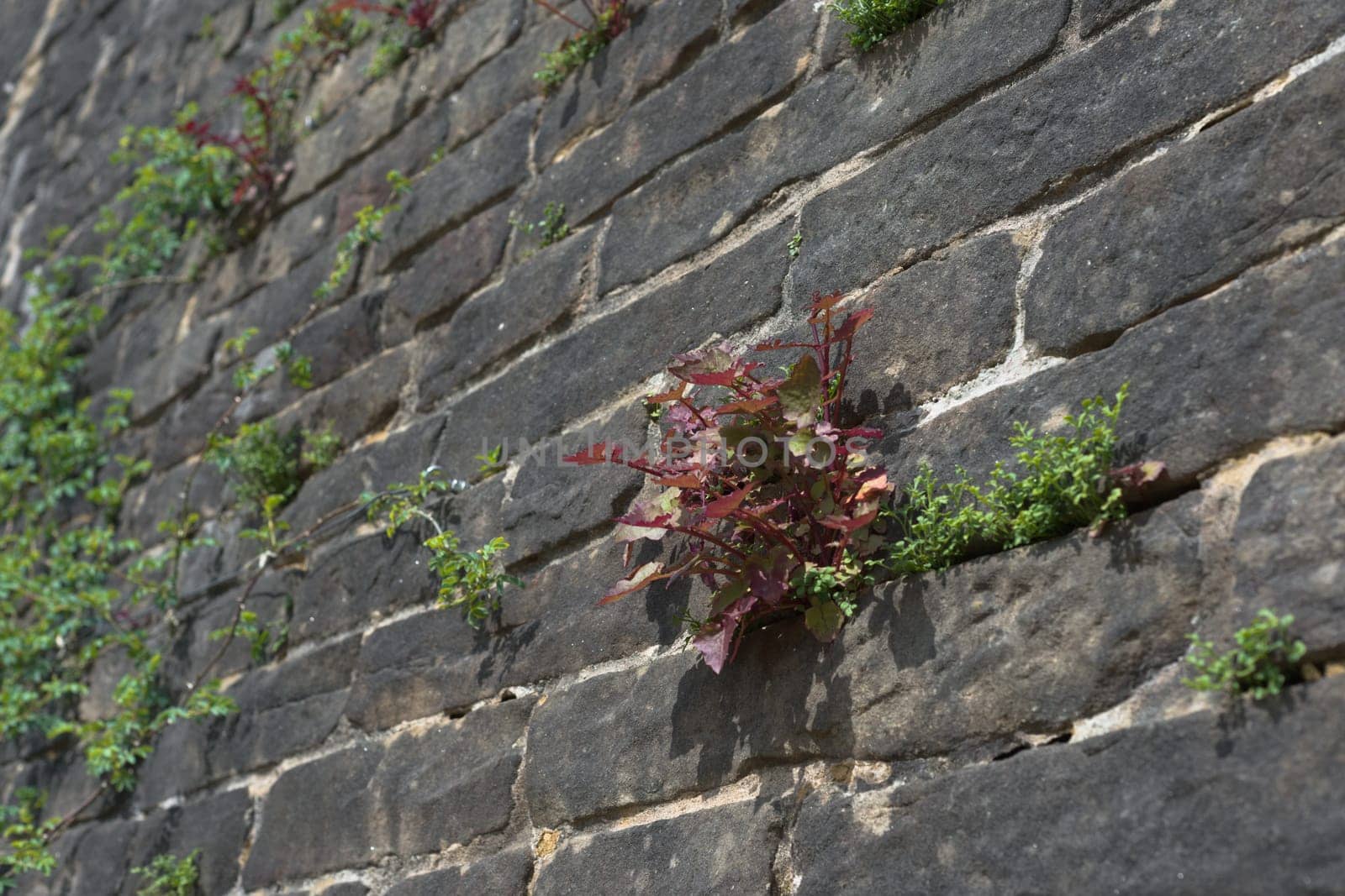 Full frame selective focus image of red and green plants growing from the cracks in a grey wall. Focus on red plant, plants may be seen as weeds.