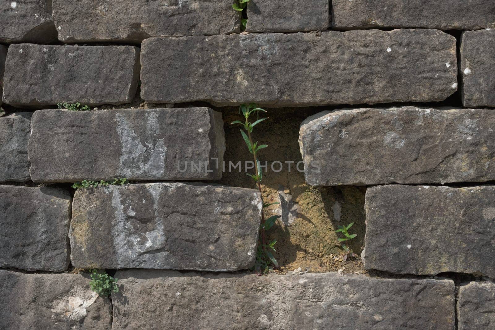 Natural and vibrant green plants stand out against the chunky man made stone wall. Good example of life against all odds. nature prevailing over man.
