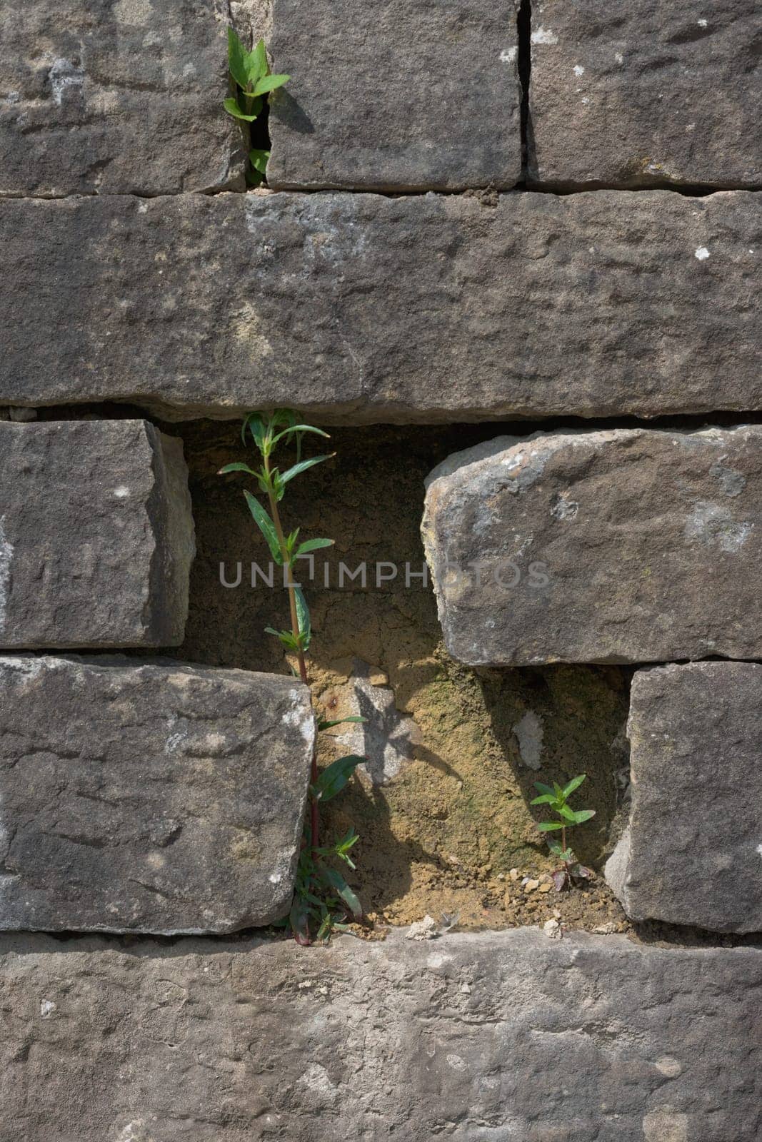 Bright vertical image of plants growing between the bricks of a grey wall. Sunny summer scene, with the sun baking the wall and helping the plants.