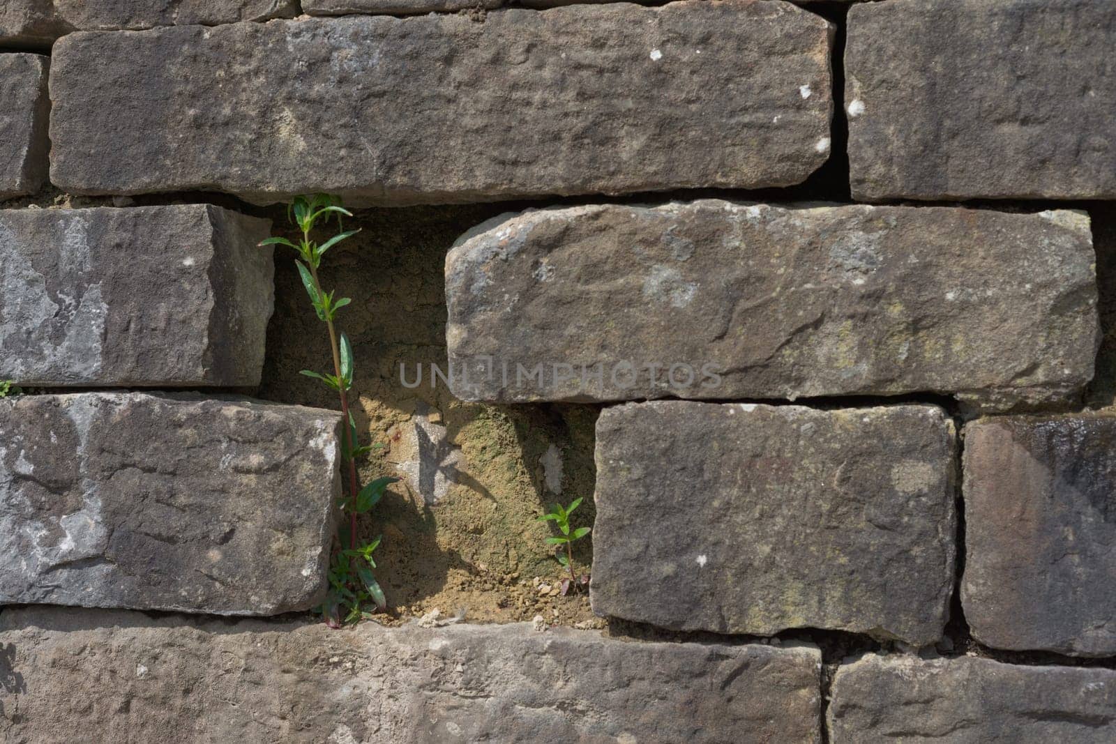 A gap between large and chunky grey bricks of this wall allows just enough room for two slender green plants to grow. Sunlit scene.