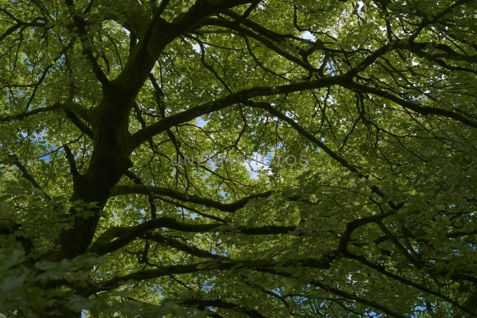 Full frame abstract tree background. Dark trunk and branches combined with dense green leaves obscure the blue summer sky. Very large british tree