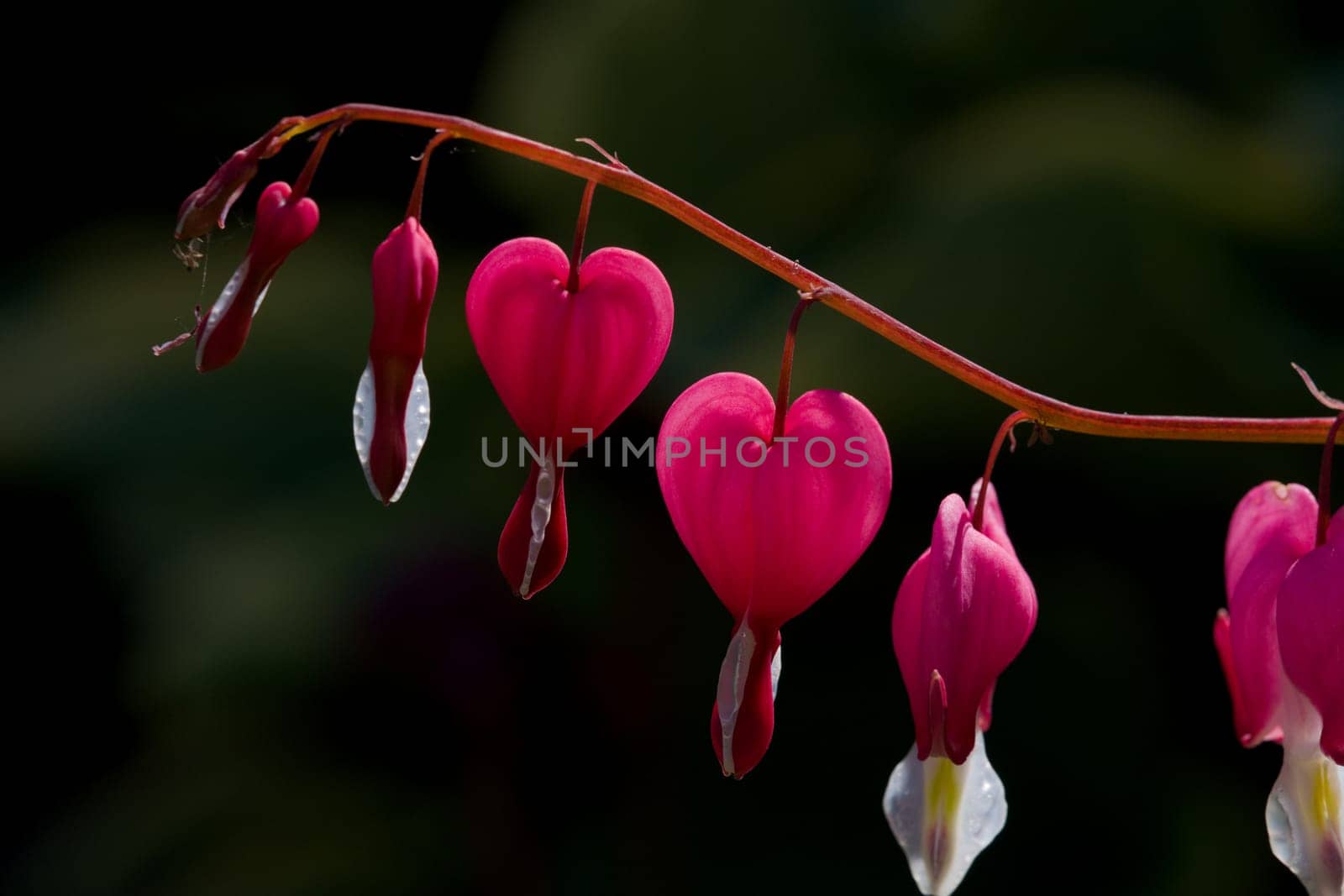 Lamprocapnos spectabilis, bleeding heart, fallopian buds or Asian bleeding-heart, is a species of flowering plant in the poppy family Papaveraceae