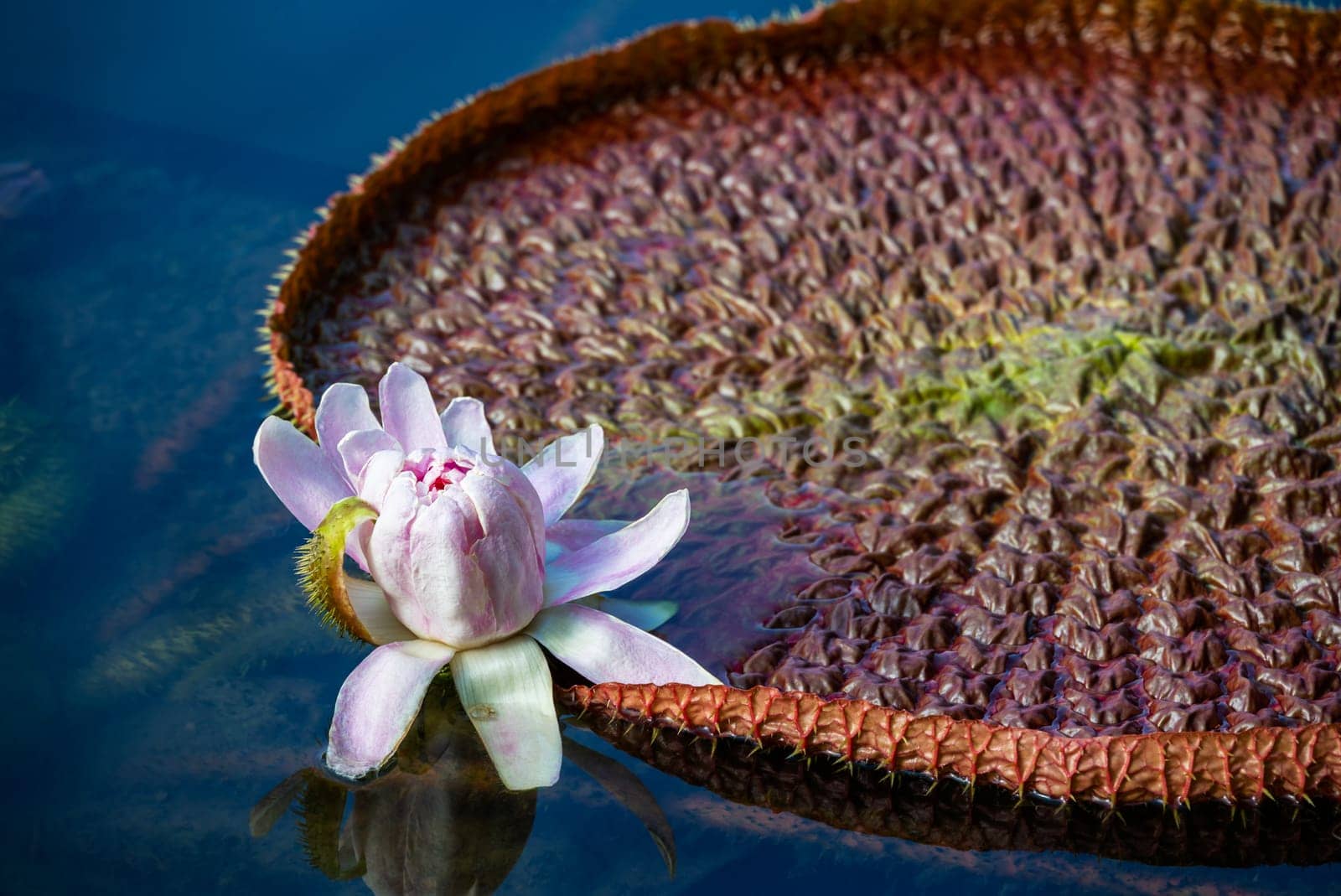 Victoria Amazonica, Giant water lily with white flower floating in pond