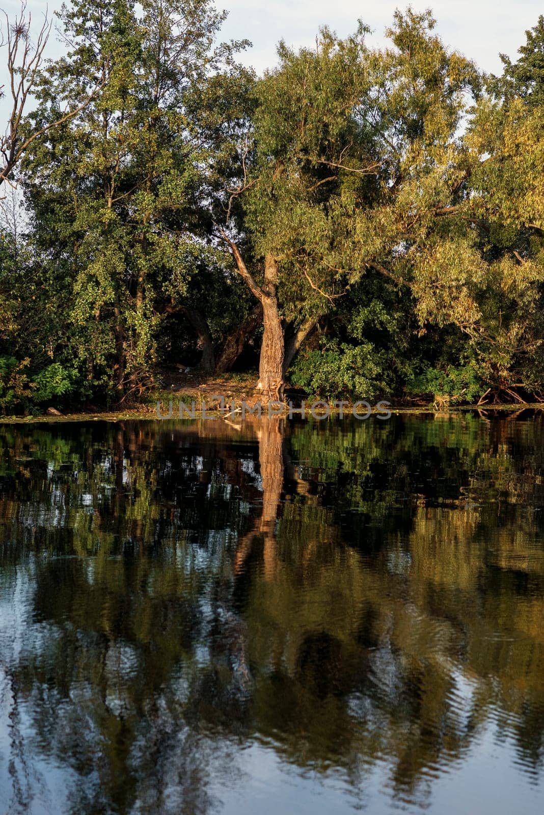 beautiful summer lake, huge tree reflected in water in quiet surface of lake. big tree with thick trunk and bushes reflected in lake. vertical.