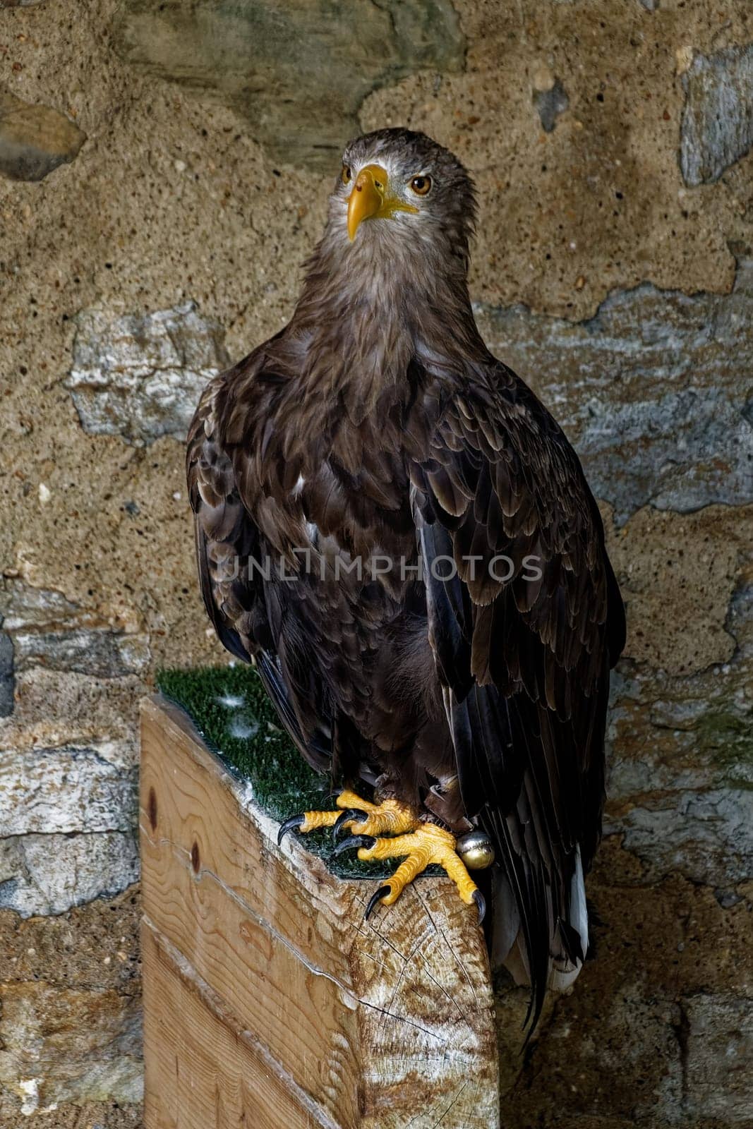 European sea eagle