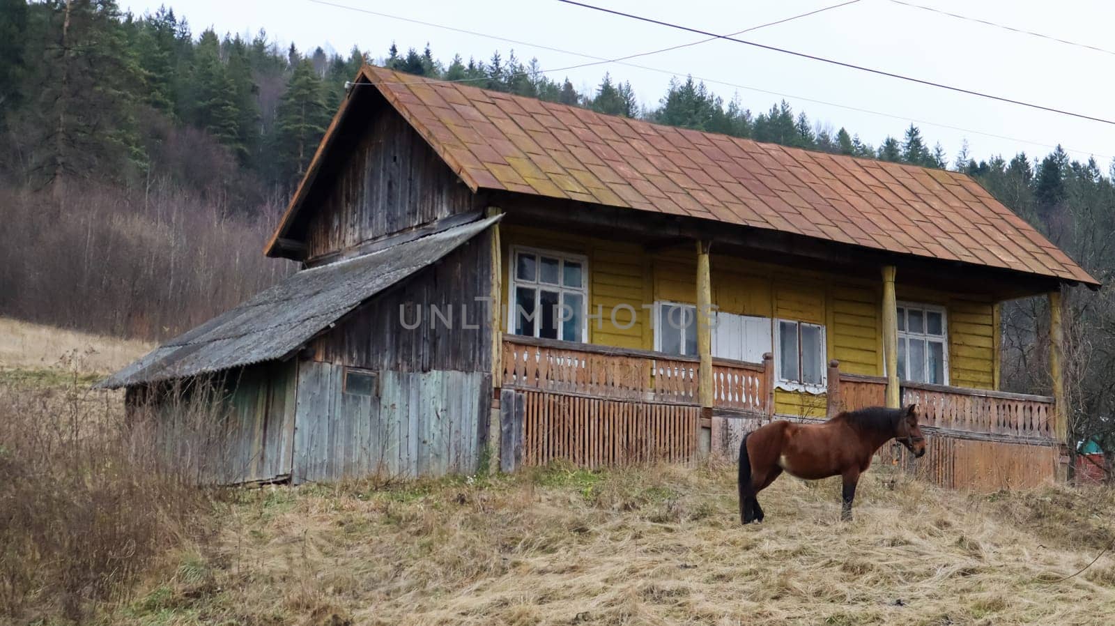 Brown horse near a wooden old village house. Nearby there is a beautiful forest and mountains. Ukraine, Yaremche - November 20, 2019.