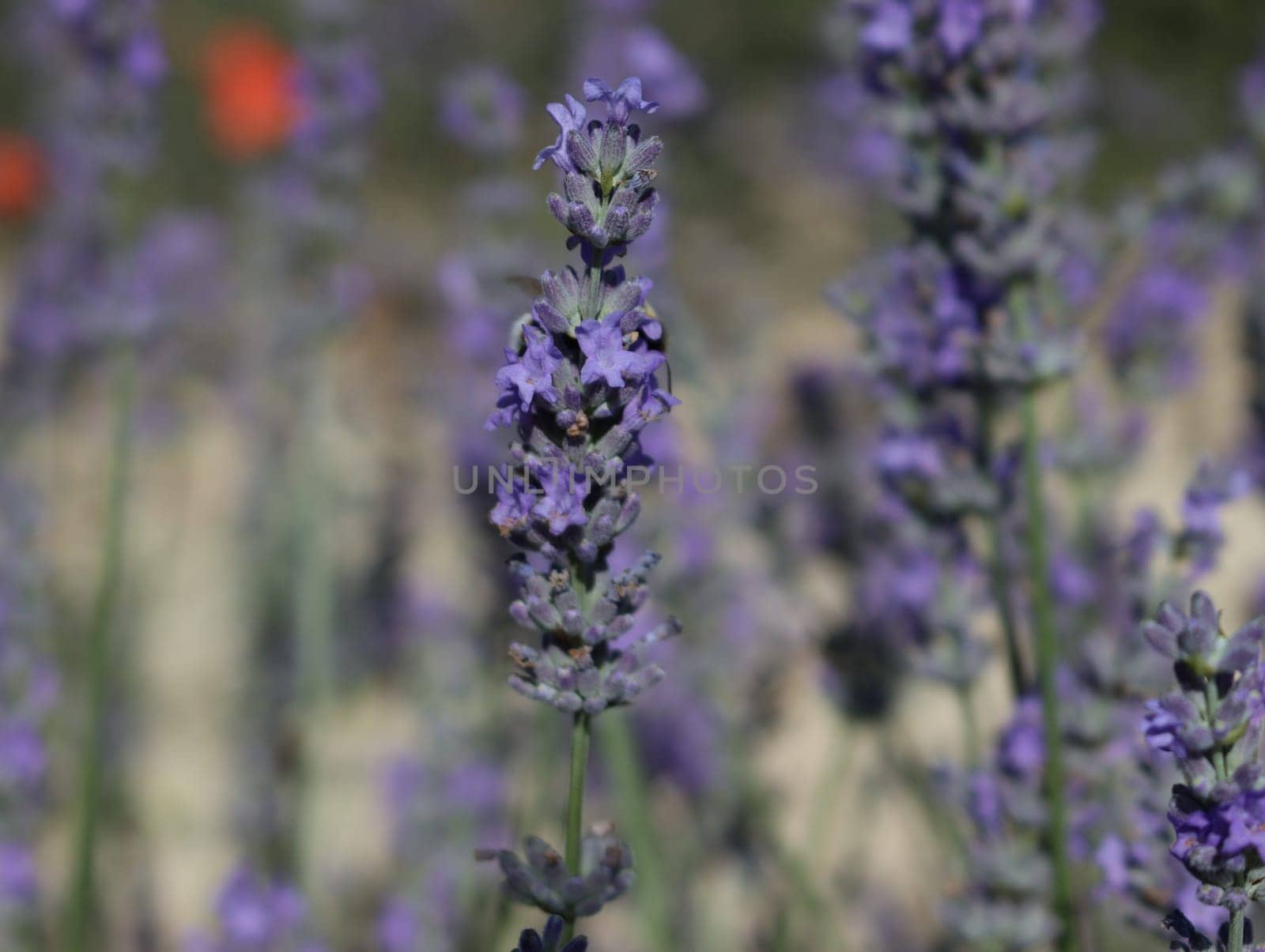 beautiful field lavender flowers aroma natural color insect oils