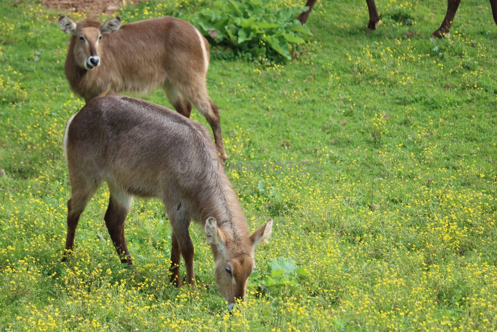beautiful wild animals boiling horns safari antelopes gazelles