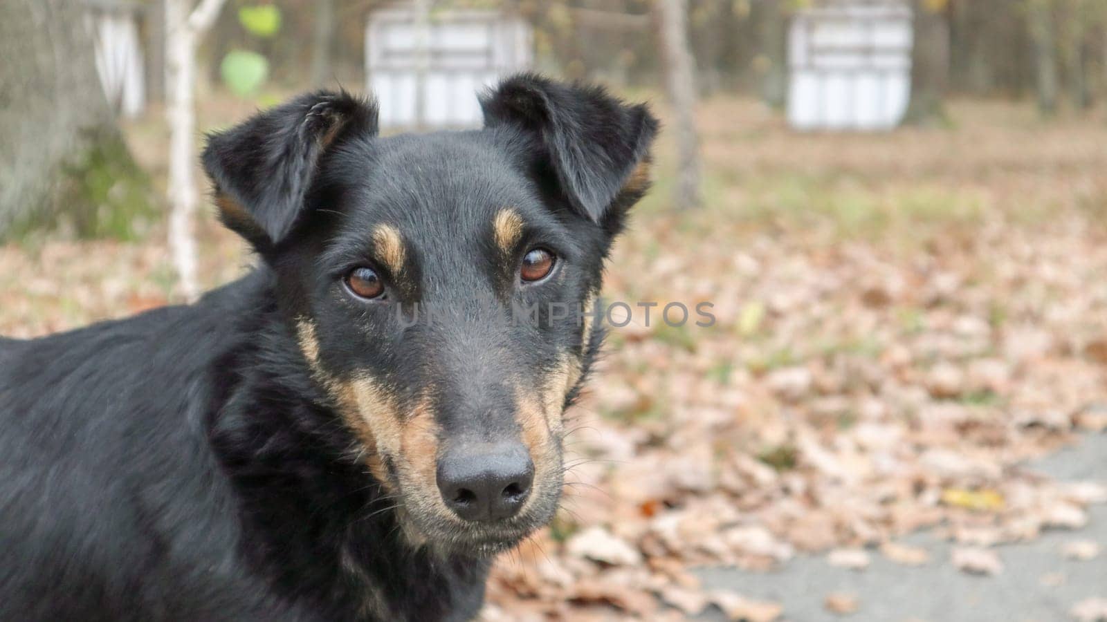 black-brown and dirty breed of dogs, half-breed, looks right in front of the camera. Walk the dog. Yellow and green grass background. Outdoor games. The concept of stray dogs