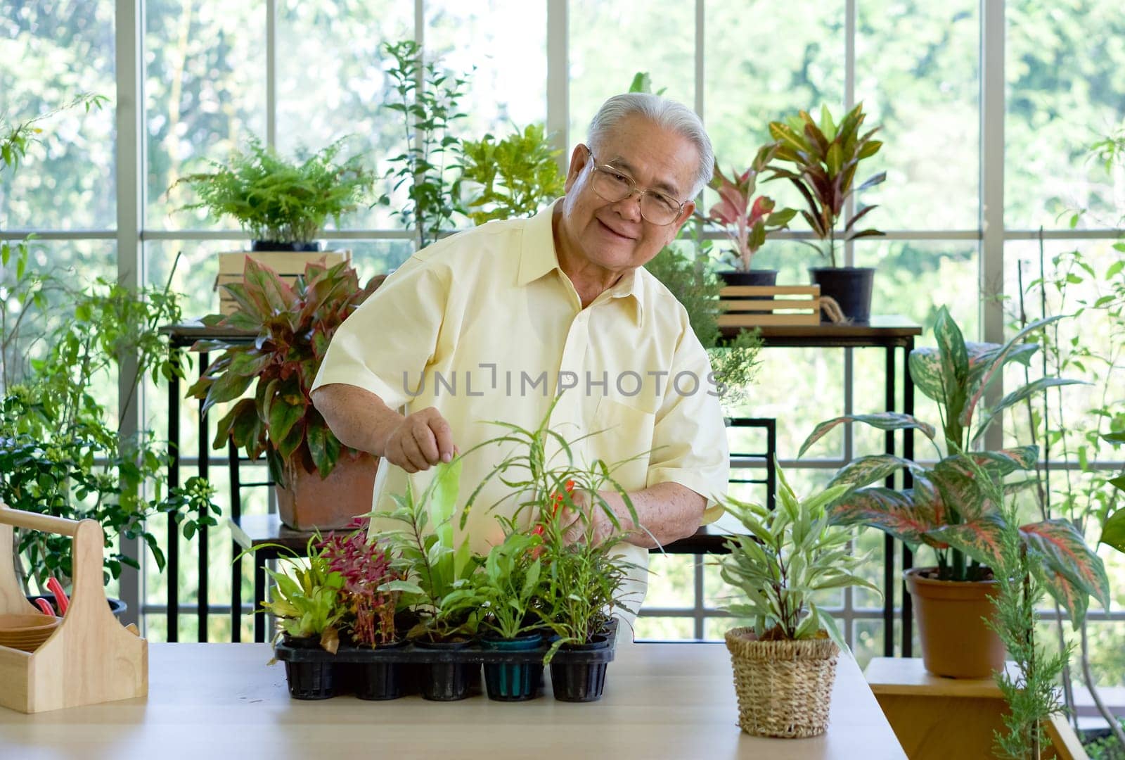The retired grandfather spent the holidays taking care of the indoor garden. The morning atmosphere in the greenhouse planting room.