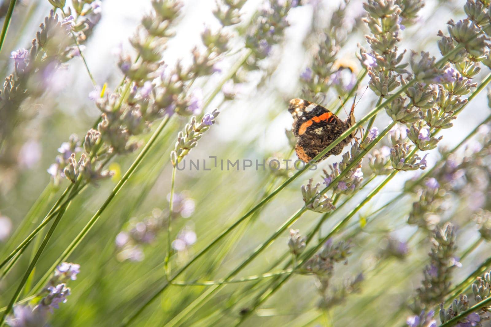 Butterfly on purple lavender blooms, France, post card