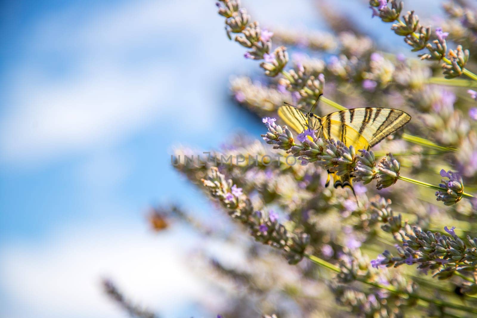 Butterfly on purple lavender blooms, France, post card