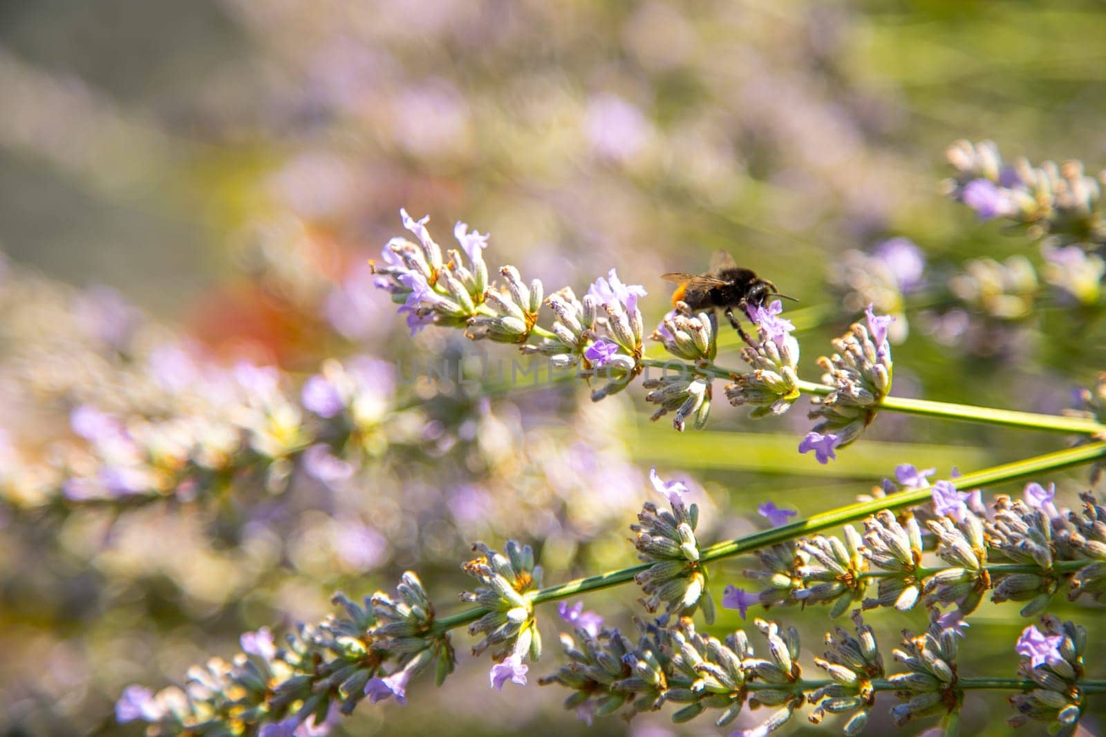 Bee on purple lavender blossoms, France